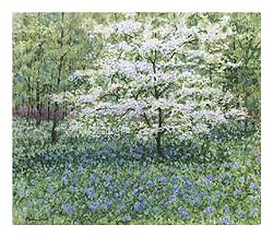 Paul Scarborough - Spring At Winterthur-White Dogwood